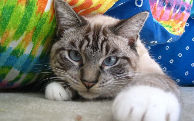 Cat pillow blanket blue eyes free wallpaper - medium preview image