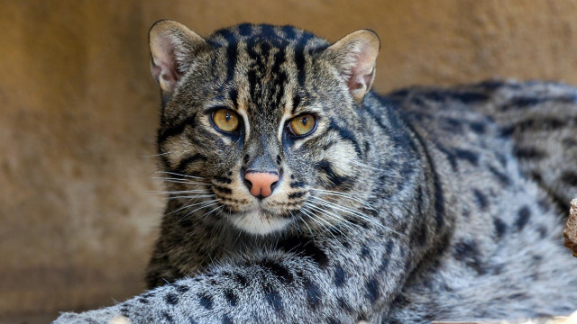 Sad cat laying rock outside free wallpaper - medium preview image