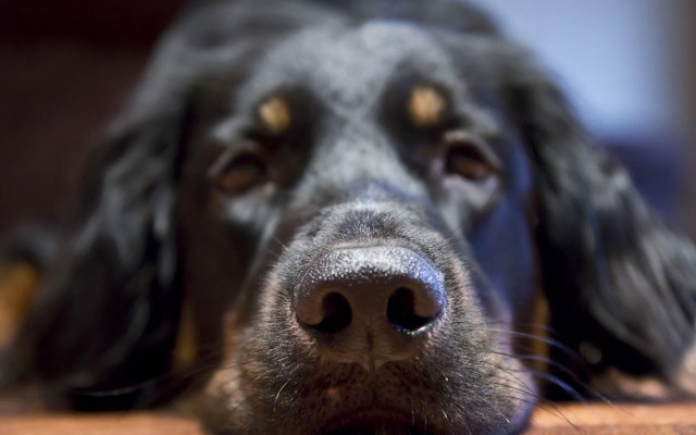 Dog face nose on table free wallpaper - medium preview image