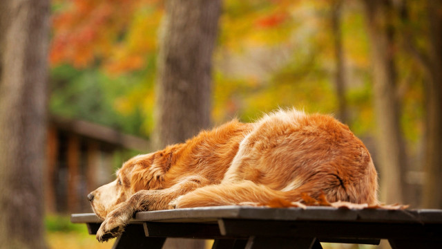 Dog sleeping wood bench autumn free wallpaper - medium preview image
