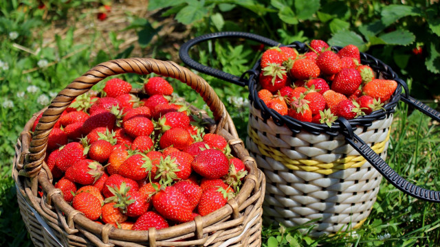 Strawberry basket garden nature blurry free wallpaper - medium preview image