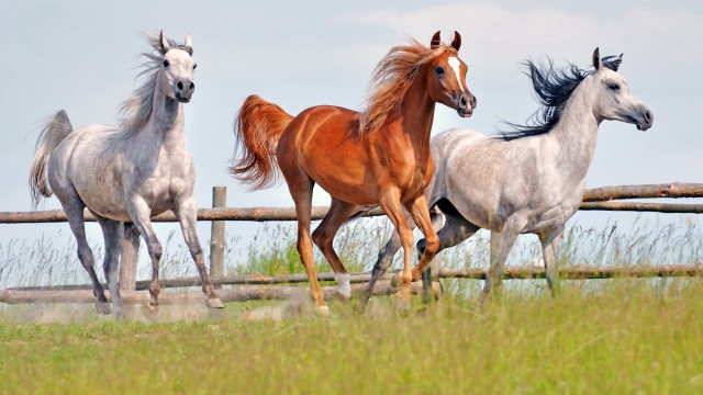 Horses field fence grass blue free wallpaper - medium preview image
