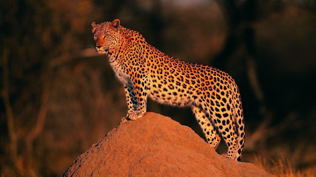 Leopard rock night eyes closed free wallpaper - medium preview image