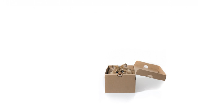 Cat box intricate detail postminimalism free wallpaper - medium preview image