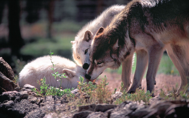 Wolf cub field forest nature free wallpaper - medium preview image