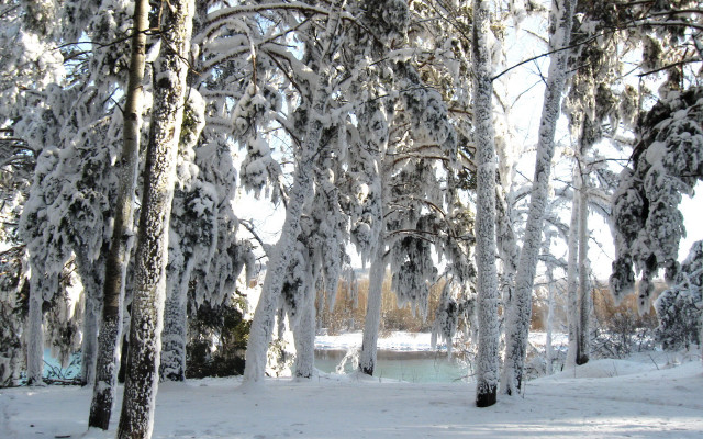 Snow covered forest winter pond free wallpaper - medium preview image