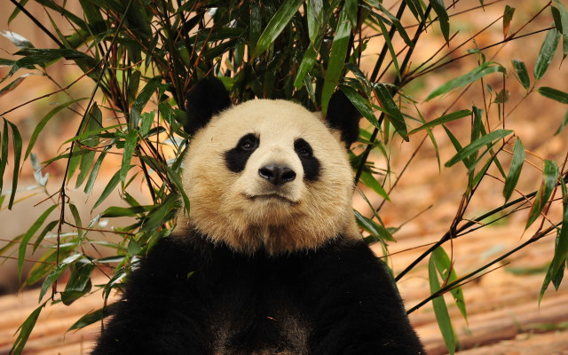 Panda sitting in tree ecological free wallpaper - medium preview image