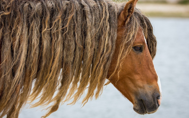 Horse water tree building tonalism free wallpaper - medium preview image