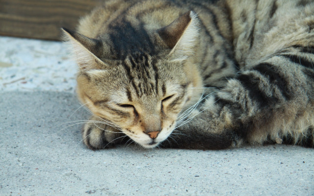 Cat sleeping paws blurry photorealistic free wallpaper - medium preview image