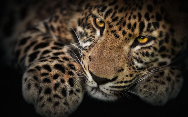 Leopard yellow eye black background free wallpaper - medium preview image