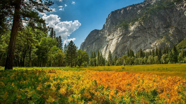 Yellow flowers mountains clouds autumn free wallpaper - medium preview image