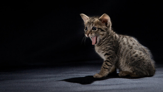 Small kitten yawning black background free wallpaper - medium preview image