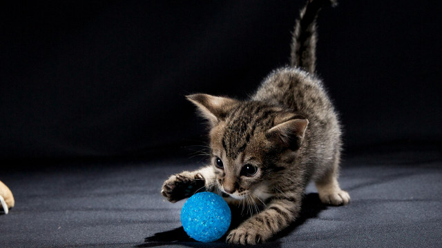 Kitten blueball dogshadow conceptualart planet free wallpaper - medium preview image
