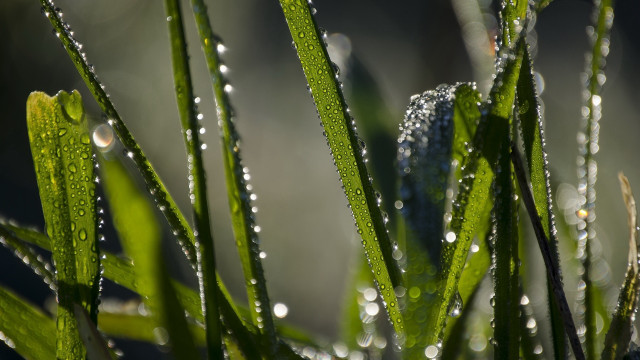 Grass water droplets macro nature #10 free wallpaper - medium preview image
