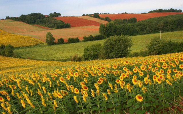 Sunflower field rolling hills autumn free wallpaper - medium preview image
