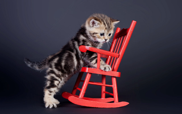 Kitten rocking chair serious look free wallpaper - medium preview image