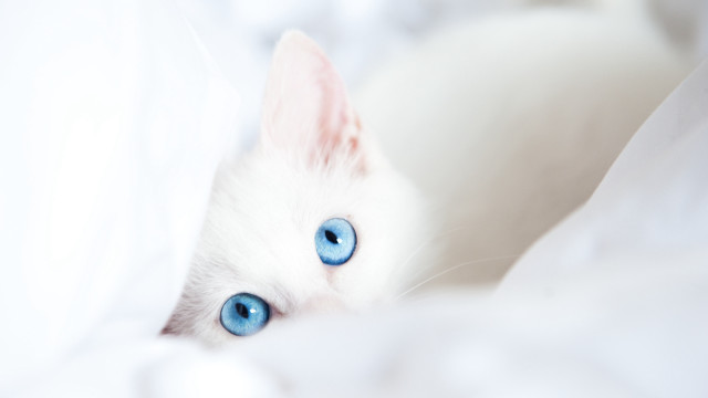 White cat blue eyes peeking #3 free wallpaper - medium preview image