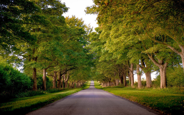 Road forest trees grass nature free wallpaper - medium preview image