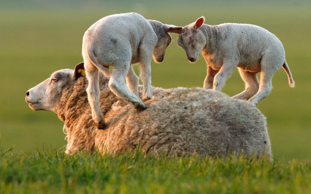 Sheep stacking grass field land free wallpaper - medium preview image