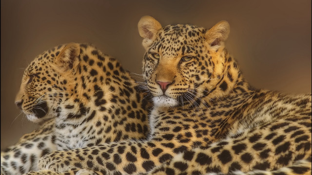 Leopard jaguar tiger camouflage animalprint free wallpaper - medium preview image