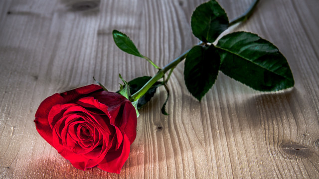 Red rose wooden table shadow free wallpaper - medium preview image