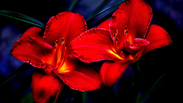 Red flowers water droplets macro #7 free wallpaper - medium preview image