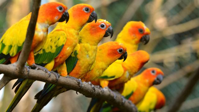 Colorful birds tree branch zoo free wallpaper - medium preview image