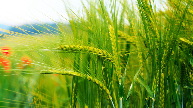 Green field red flower blue free wallpaper - medium preview image