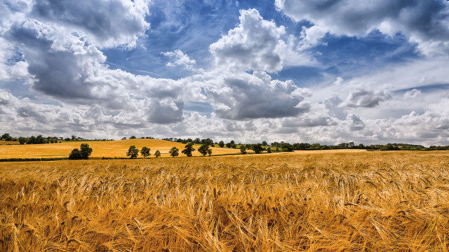 Wheat field cloudy sky trees free wallpaper - medium preview image