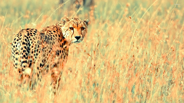 Cheetah tall grass looking camera #2 free wallpaper - medium preview image