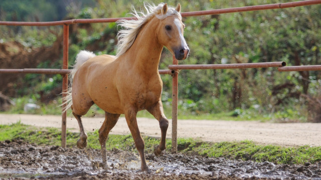 Horse running muddy field fence free wallpaper - medium preview image