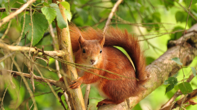 Squirrel branch dandelion nature blurry free wallpaper - medium preview image