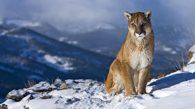 Mountain lion snowy mountain top #2 free wallpaper - medium preview image