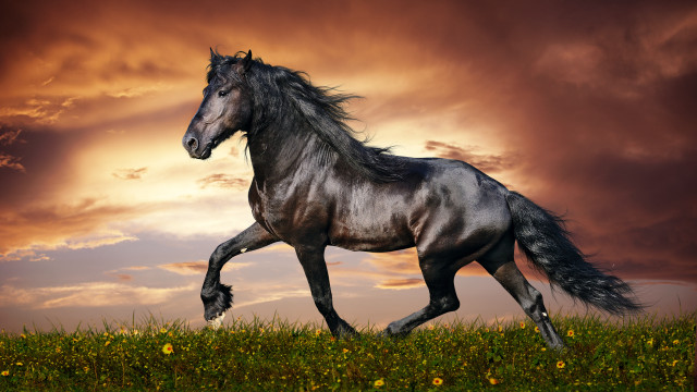 Horse field cloudy sunset yellow free wallpaper - medium preview image