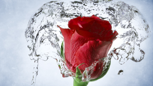 Red rose water splash macro free wallpaper for desktop - medium preview image