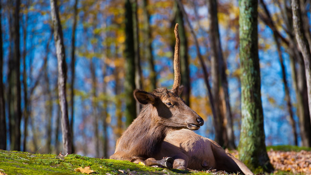 Goat lying in forest bokeh free wallpaper - medium preview image