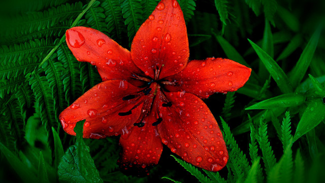 Red flower water droplets green #9 free wallpaper - medium preview image