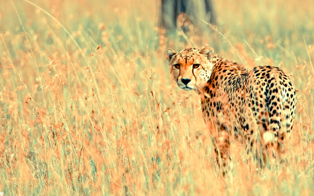 Cheetah field tallgrass tree evening free wallpaper - medium preview image