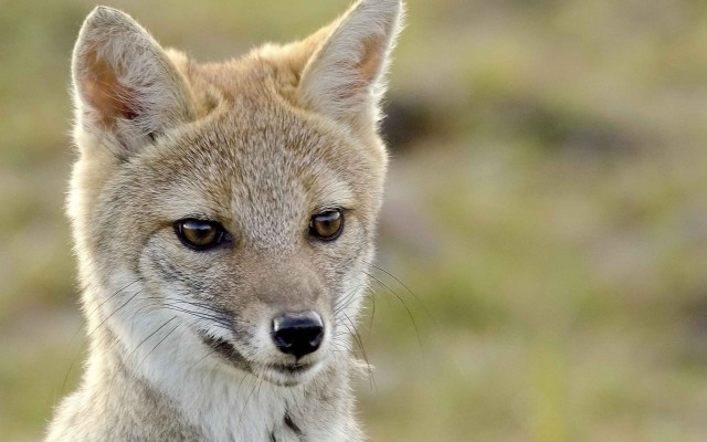 Small animal big nose furry free wallpaper - medium preview image