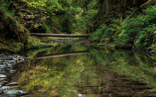 River forest rocks fallen branch free wallpaper - medium preview image