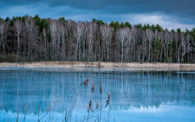 Lake forest clouds bush reflection free wallpaper - medium preview image