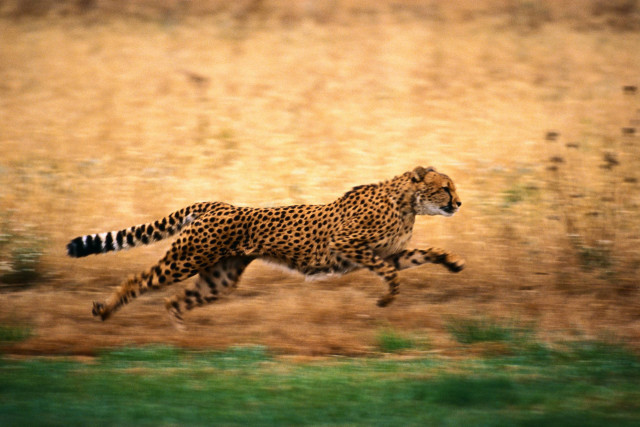Cheetah running field grass dirt free wallpaper - medium preview image