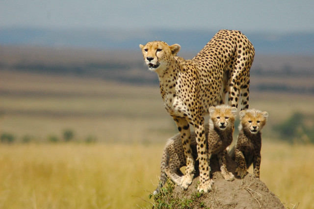 Mother cheetah cubs rock wild free wallpaper - medium preview image