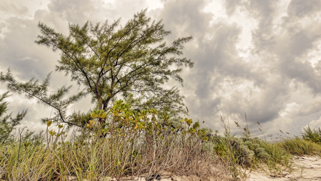 Tree field clouds grass path free wallpaper - medium preview image