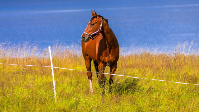 Horse field fence water australian free wallpaper - medium preview image