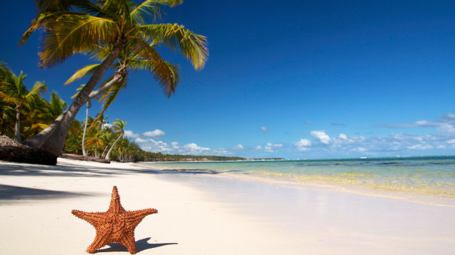 Starfish beach palm trees clouds free wallpaper - medium preview image