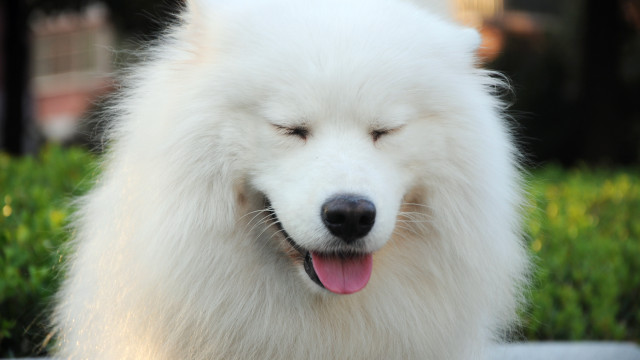 White dog closed eyes grass free wallpaper - medium preview image