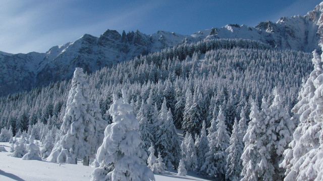 Skiing mountain snowy forest lake free wallpaper - medium preview image