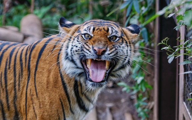Tiger growling zoo enclosure bokeh free wallpaper - medium preview image
