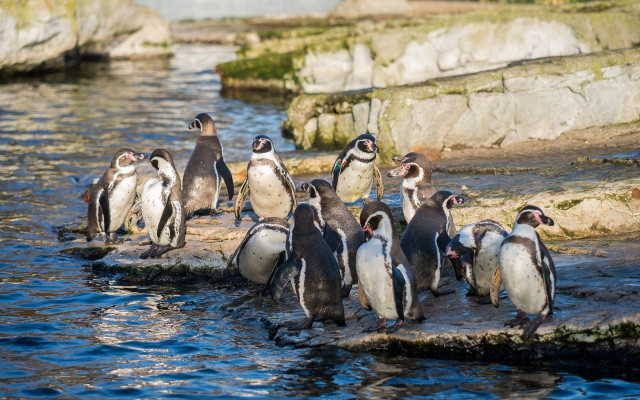 Penguins rock water beach seagull free wallpaper - medium preview image